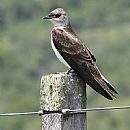 Golondrina Parda Grande (Golondrina parda grande (Phaeoprogne Tapera)?)