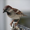 Gorrin (Gorrin (Passer Domesticus))