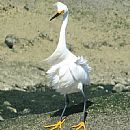 Garza Blanca Chica (Despeinada, Garza Blanca Chica (Egretta Thula))