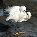 Garza Blanca Chica (Garza Blanca Chica (Egretta Thula))