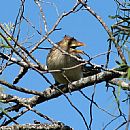 Pirincho Comn (Pirincho Comn (Guira guira))