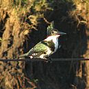 Martn Pescador Mediano (Martn Pescador Mediano (Chloroceryle Amazona))