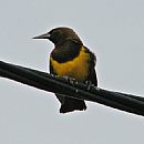 Canario De La Sierra (Canario de la Sierra (Pseudoleistes Guirahuro))