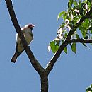 Cardenilla (Cardenilla (Paroaria Capitata))