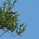 Cardenilla (Cardenilla (Paroaria Capitata))