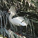 Garza Blanca Chica (Garza Blanca Chica (Egretta Thula))