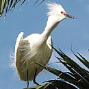 Garza Blanca Chica (Garza Blanca Chica (Egretta Thula))