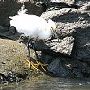 Garza Blanca Chica (Pesc)