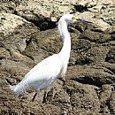 Garza Blanca Chica (Garza Blanca Chica)