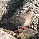 Torcaza (Zenaida auriculata)