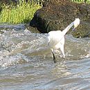 Garza Blanca Chica (Garza Blanca Chica)