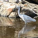 Garza Blanca Chica (Garza Blanca Chica)