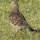 Paloma Ala Manchada (Paloma Ala Manchada (Columba Maculosa))