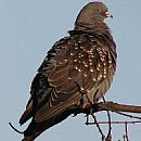 Paloma Ala Manchada (Paloma Ala Manchada (Columba Maculosa))