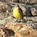 Picabuey (Machetornis Rixosus)