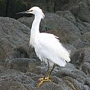 Garza Blanca Chica (Garza blanca chica)