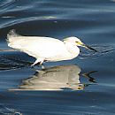 Garza Blanca Chica (Garza blanca chica)